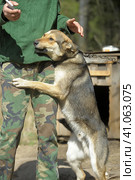 Dog pooch, half-breed shepherd dog on a chain. Стоковое фото, фотограф Анна Кривицкая / Фотобанк Лори