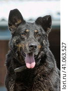 Large black mongrel dog collar in summer. Стоковое фото, фотограф Анна Кривицкая / Фотобанк Лори