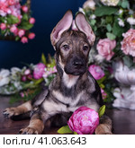 Cute puppy lying on the floor with flowers. Стоковое фото, фотограф Анна Кривицкая / Фотобанк Лори