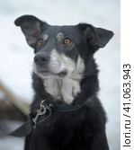 Black with white dog pooch on a leash in winter. Стоковое фото, фотограф Анна Кривицкая / Фотобанк Лори