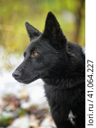 Black mixed breed portrait. Стоковое фото, фотограф Анна Кривицкая / Фотобанк Лори