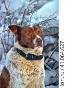 Dog old snow winter cold weather senility sad abandoned. Стоковое фото, фотограф Анна Кривицкая / Фотобанк Лори