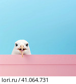 A white seagull with a goofy look on a pink background. Created by AI. Стоковое AI-изображение, AI-художник Ярославский Максим / Фотобанк Лори
