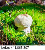 Белый гриб  или борови́к (лат. Boletus edulis) в сосновом бору крупным планом. Караканский бор, Искитимский район Новосибирской области. Стоковое фото, фотограф Евгений Мухортов / Фотобанк Лори