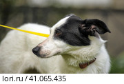 White dog with black spots on the nature. Стоковое фото, фотограф Анна Кривицкая / Фотобанк Лори