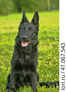 Black Shepherd puppy on the green grass. Стоковое фото, фотограф Анна Кривицкая / Фотобанк Лори