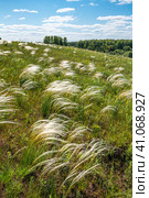 Ковыль красивейший (Stipa pulcherrima K. Koch (семейство Poaceae) в степи. Новосибирская область, Западная сибирь России. Стоковое фото, фотограф Евгений Мухортов / Фотобанк Лори