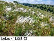 Ковыль красивейший (Stipa pulcherrima K. Koch (семейство Poaceae) в степи. Новосибирская область, Западная сибирь России. Стоковое фото, фотограф Евгений Мухортов / Фотобанк Лори