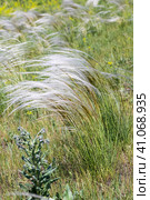 Ковыль красивейший (Stipa pulcherrima K. Koch (семейство Poaceae) в степи. Новосибирская область, Западная сибирь России. Стоковое фото, фотограф Евгений Мухортов / Фотобанк Лори