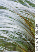 Ковыль красивейший (Stipa pulcherrima K. Koch (семейство Poaceae) в степи. Новосибирская область, Западная сибирь России. Стоковое фото, фотограф Евгений Мухортов / Фотобанк Лори