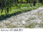 Ковыль красивейший (Stipa pulcherrima K. Koch (семейство Poaceae) в степи. Новосибирская область, Западная сибирь России. Стоковое фото, фотограф Евгений Мухортов / Фотобанк Лори