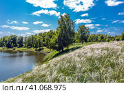 Ковыль красивейший (Stipa pulcherrima K. Koch (семейство Poaceae) на склоне побережья лесного озера в окружении берёз. Новосибирская область, Западная сибирь России. Стоковое фото, фотограф Евгений Мухортов / Фотобанк Лори