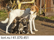 Hound dog puppies feeding. Стоковое фото, фотограф Анна Кривицкая / Фотобанк Лори