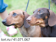 Two brown dachshunds on leashes. Стоковое фото, фотограф Анна Кривицкая / Фотобанк Лори