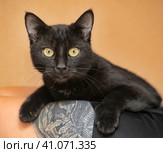 Young black cat on   shoulder. Стоковое фото, фотограф Анна Кривицкая / Фотобанк Лори