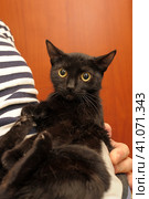 Black cat in her arms with a dazed look. Стоковое фото, фотограф Анна Кривицкая / Фотобанк Лори
