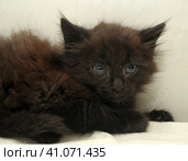 Cute black fluffy kitten on a light background. Стоковое фото, фотограф Анна Кривицкая / Фотобанк Лори