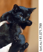 Cute little scared black kitten in hands. Стоковое фото, фотограф Анна Кривицкая / Фотобанк Лори