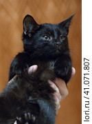 Cute little scared black kitten in hands. Стоковое фото, фотограф Анна Кривицкая / Фотобанк Лори