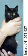 Black cute young cat. Стоковое фото, фотограф Анна Кривицкая / Фотобанк Лори