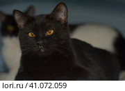 Black shorthaired cat with yellow eyes. Стоковое фото, фотограф Анна Кривицкая / Фотобанк Лори