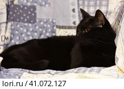 Bombay cat. Стоковое фото, фотограф Анна Кривицкая / Фотобанк Лори