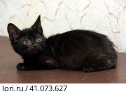 Kitten with an eyesore, a leukoma or an eyesore. Стоковое фото, фотограф Анна Кривицкая / Фотобанк Лори
