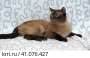 Siamese cat. Стоковое фото, фотограф Анна Кривицкая / Фотобанк Лори