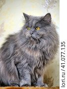Gray fluffy Persian cat. Стоковое фото, фотограф Анна Кривицкая / Фотобанк Лори
