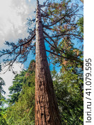 Sequoiadendron giganteum (2021 год). Стоковое фото, фотограф Анна Кривицкая / Фотобанк Лори