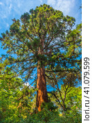 Sequoiadendron giganteum (2021 год). Стоковое фото, фотограф Анна Кривицкая / Фотобанк Лори