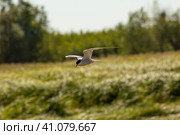 Речная крачка в полете. Стоковое фото, фотограф Илья Юрукин / Фотобанк Лори