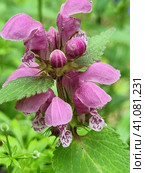 Lamium maculatum. Стоковое фото, фотограф Анна Кривицкая / Фотобанк Лори