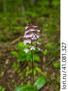 Orchis purpurea. Стоковое фото, фотограф Анна Кривицкая / Фотобанк Лори