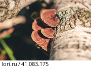 Daedaleopsis tricolor on the tree birch. Стоковое фото, фотограф Ольга Ильина / Фотобанк Лори