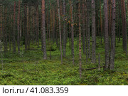 Natural landscape, pine boreal forest with moss undergrowth, coniferous taiga. Стоковое фото, фотограф Евгений Харитонов / Фотобанк Лори