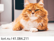 Red cat with a haughty expression and narrowed eyes on his face. Стоковое фото, фотограф Константин Григорьев / Фотобанк Лори