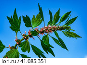 Стебель с листьями и цветами лекарственного растения пустырник.Medicinal plants herbs Siberian motherwort, Latin name Leonurus sibiricus. Стоковое фото, фотограф Любовь Демус / Фотобанк Лори