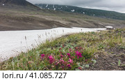 In the valley, at the foot of the mountain, there is a layer of melted snow. Nearby-green grass, bright pink blooming Kamchatka rhododendrons. Cloudy sky. Стоковое фото, фотограф Вера Ивановна Кубарева / Фотобанк Лори