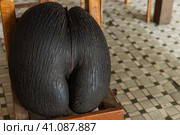 Coco de mer nut with outer husk removed. Fruit of Lodoicea (2023 год). Стоковое фото, фотограф EugeneSergeev / Фотобанк Лори