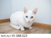 Белая милая разноглазая кошка с гетерохромией, желтый и голубой (синий) глаз. Стоковое фото, фотограф Мария L. / Фотобанк Лори