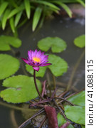 Water lily tetrahedral. Стоковое фото, фотограф Анна Кривицкая / Фотобанк Лори