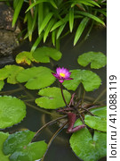 Water lily tetrahedral. Стоковое фото, фотограф Анна Кривицкая / Фотобанк Лори