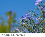 Blue flax flowers close-up on a blue sky background in a field of flax flowers. Blue flowers of Phlox Divaricata blooming on the lawn. Стоковое фото, фотограф Александр Кротков / Фотобанк Лори
