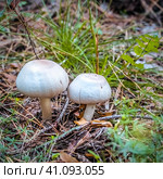 Съедобный гриб - Шампиньон кривой (Agaricus abruptibulbus) на хвойной подстилке. в сосновом лесу. Новосибирская область, Западная Сибирь. Стоковое фото, фотограф Евгений Мухортов / Фотобанк Лори