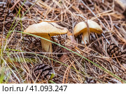 Маслёнок зернистый, летний, ранний (Suillus granulatus) на хвойной подстилке в сосновом лесу. Новосибирская область, Западная Сибирь. Стоковое фото, фотограф Евгений Мухортов / Фотобанк Лори