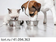Cat and dog eating together from bowls indoors. Стоковое фото, фотограф Гладских Татьяна / Фотобанк Лори