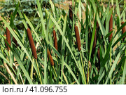Початки рогоза (лат. Typha) Стоковое фото, фотограф Александр Щепин / Фотобанк Лори
