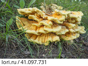 Трутовик серно-желтый (лат. Laetiporus ulfureus) на гнили, оставшейся от пня. Стоковое фото, фотограф Александр Романов / Фотобанк Лори