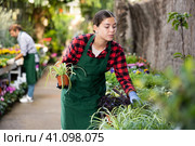 Young girl floriculturist checking potted Chlorophytum comosum in greenhouse. Стоковое фото, фотограф Яков Филимонов / Фотобанк Лори
